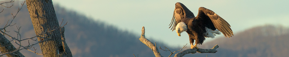 eagle perching by Ivy Lake
